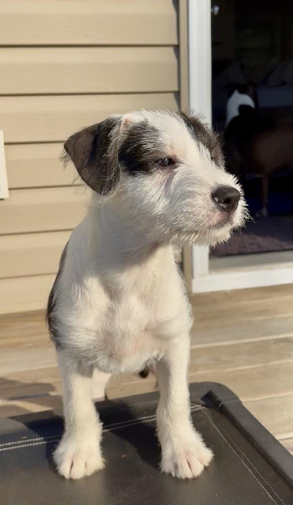 Enlarge Freeze, a Adoptable mixed breed in Mooresville, NC image 2/6