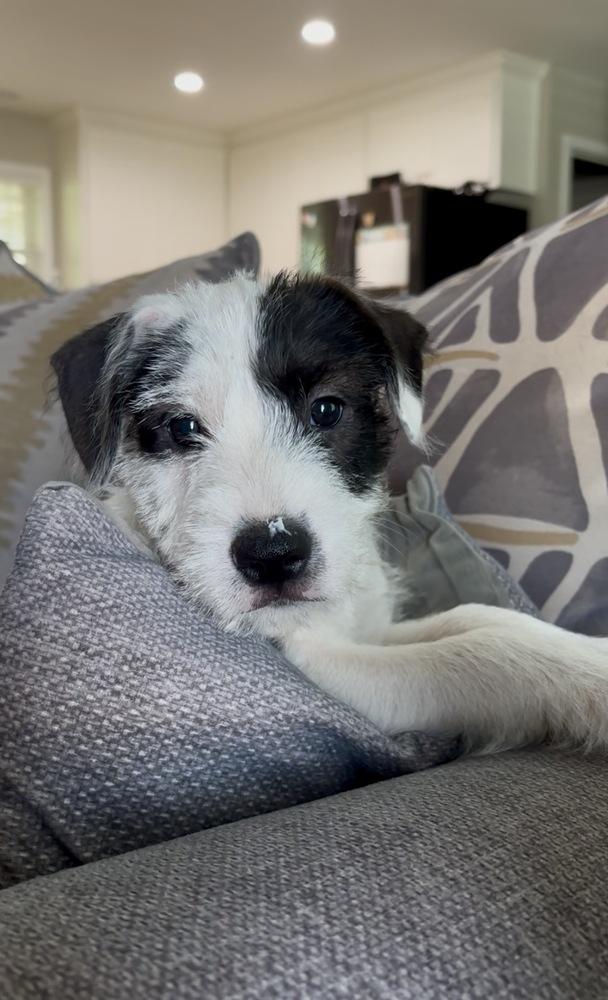 Enlarge Freeze, a Adoptable mixed breed in Mooresville, NC image 3/6