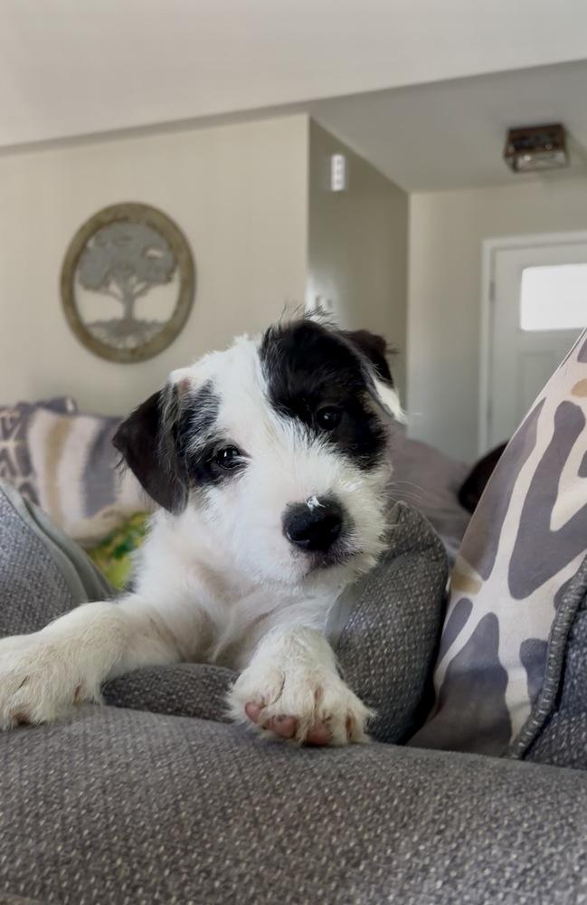 Enlarge Freeze, a Adoptable mixed breed in Mooresville, NC image 4/6