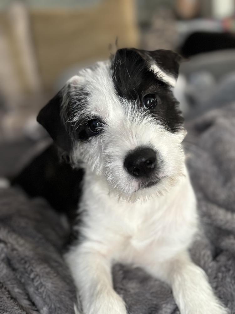 Enlarge Freeze, a Adoptable mixed breed in Mooresville, NC image 5/6