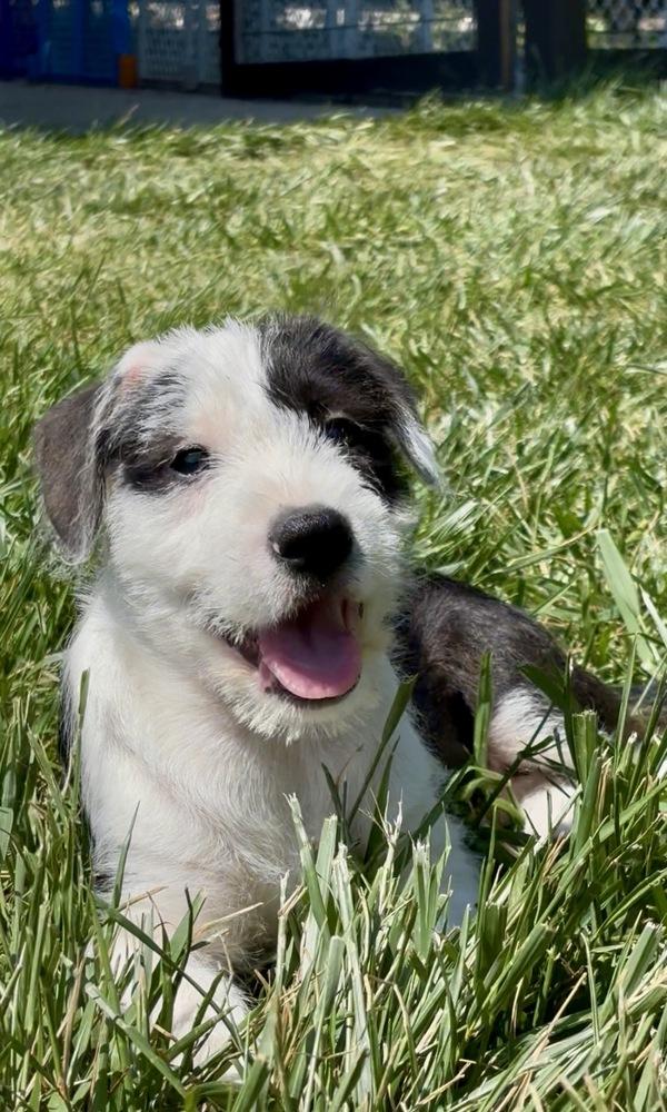 Enlarge Freeze, a Adoptable mixed breed in Mooresville, NC image 6/6