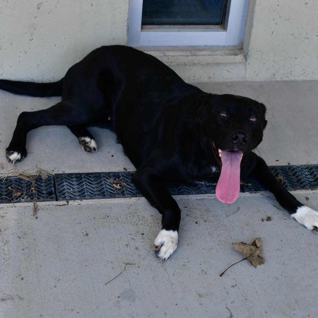 Iris, Adoptable, Adult Female Black Labrador Retriever & Mixed Breed.