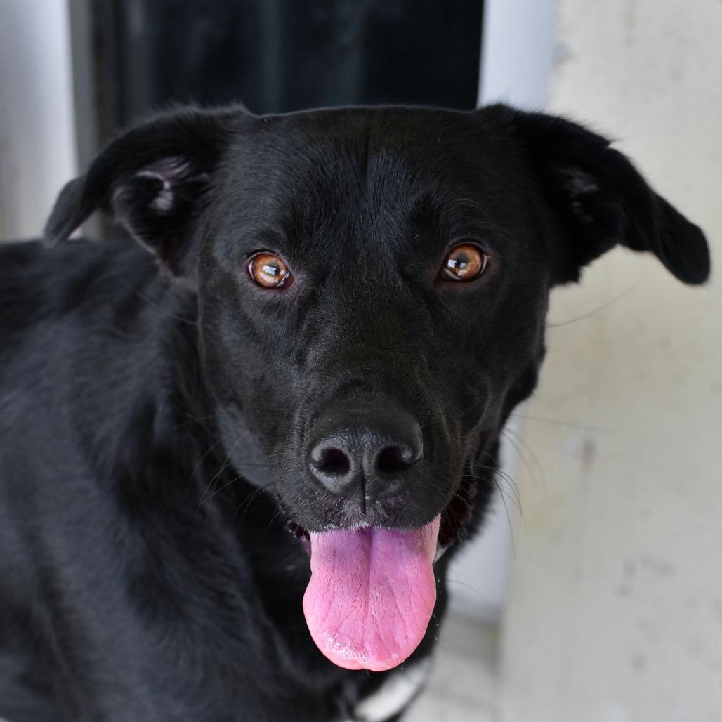 Enlarge Iris, a Adoptable mixed breed in Ottawa, KS image 2/2