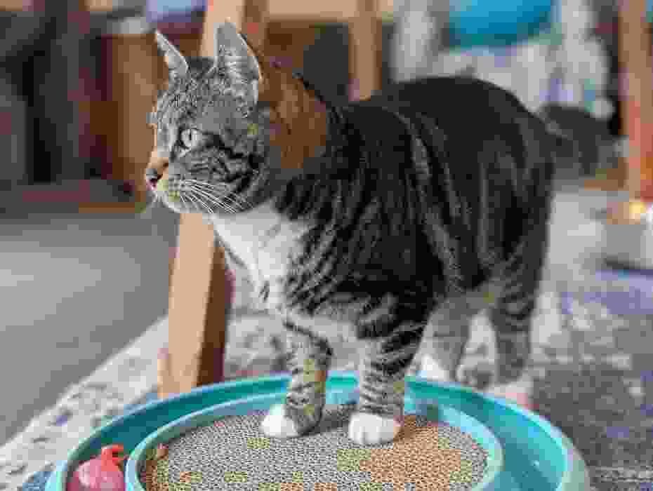 Enlarge WILLOW, a ADOPTABLE Domestic Short Hair in Sequim, WA image 6/6