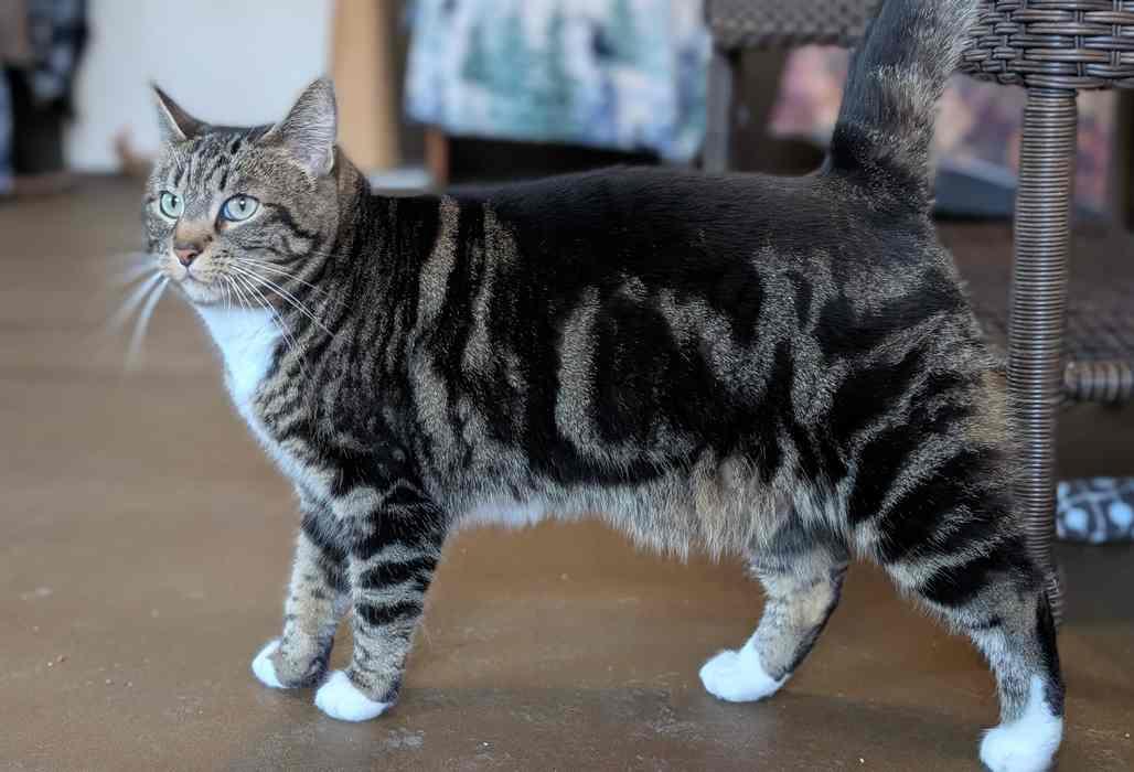 Enlarge WILLOW, a ADOPTABLE Domestic Short Hair in Sequim, WA image 4/6