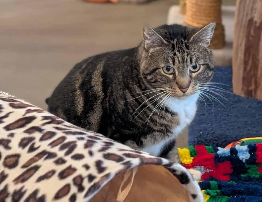 Enlarge WILLOW, a ADOPTABLE Domestic Short Hair in Sequim, WA image 5/6