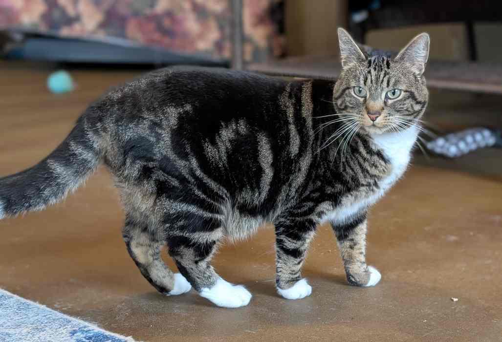 Enlarge WILLOW, a ADOPTABLE Domestic Short Hair in Sequim, WA image 2/6