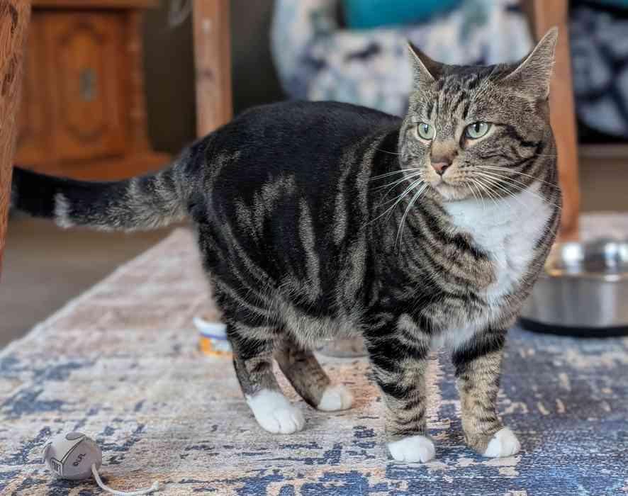 Enlarge WILLOW, a ADOPTABLE Domestic Short Hair in Sequim, WA image 3/6