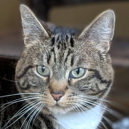 WILLOW, ADOPTABLE, Young Female Domestic Short Hair.