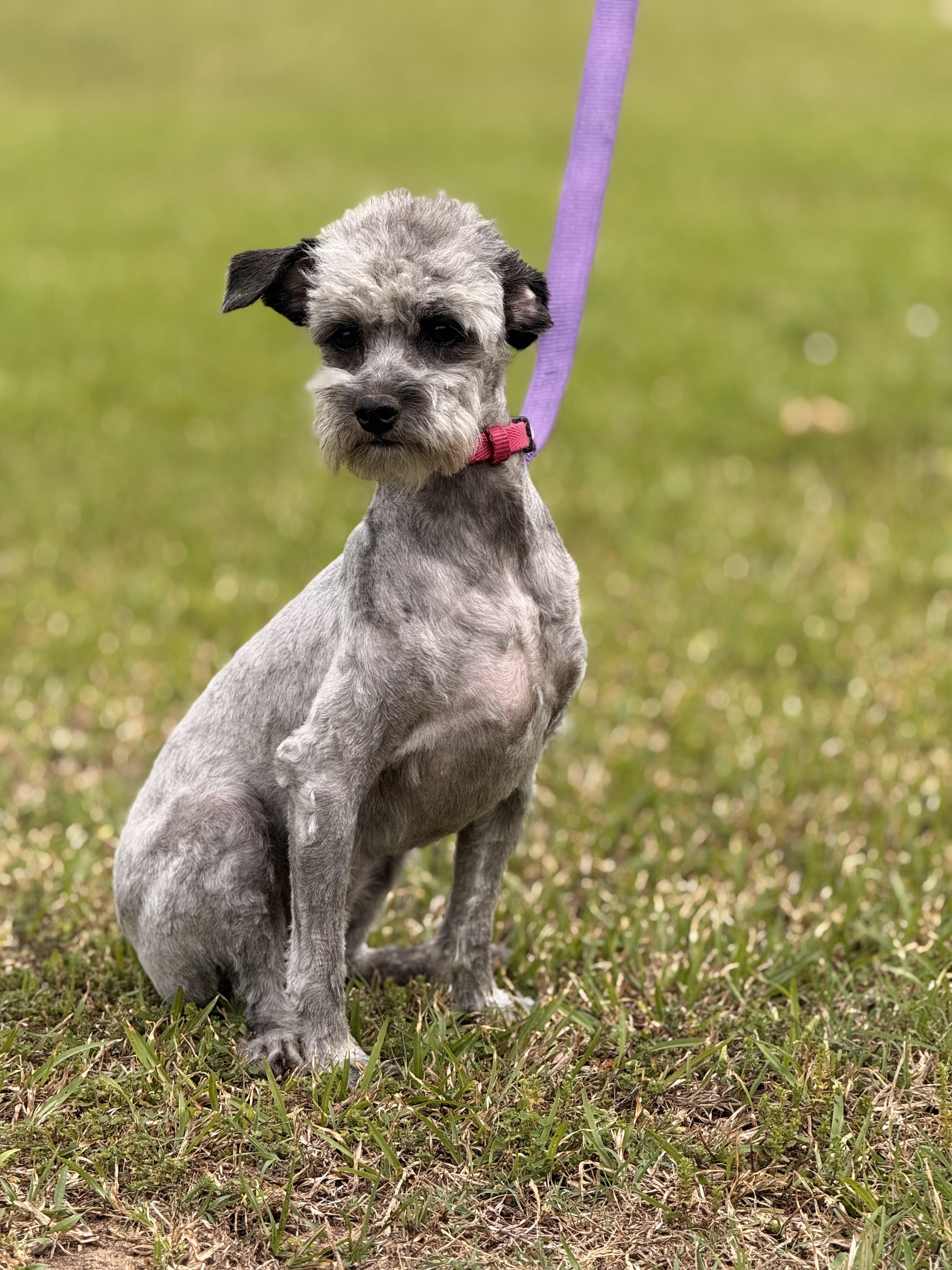 Enlarge Lottie, a ADOPTABLE mixed breed in Texarkana, TX image 5/6