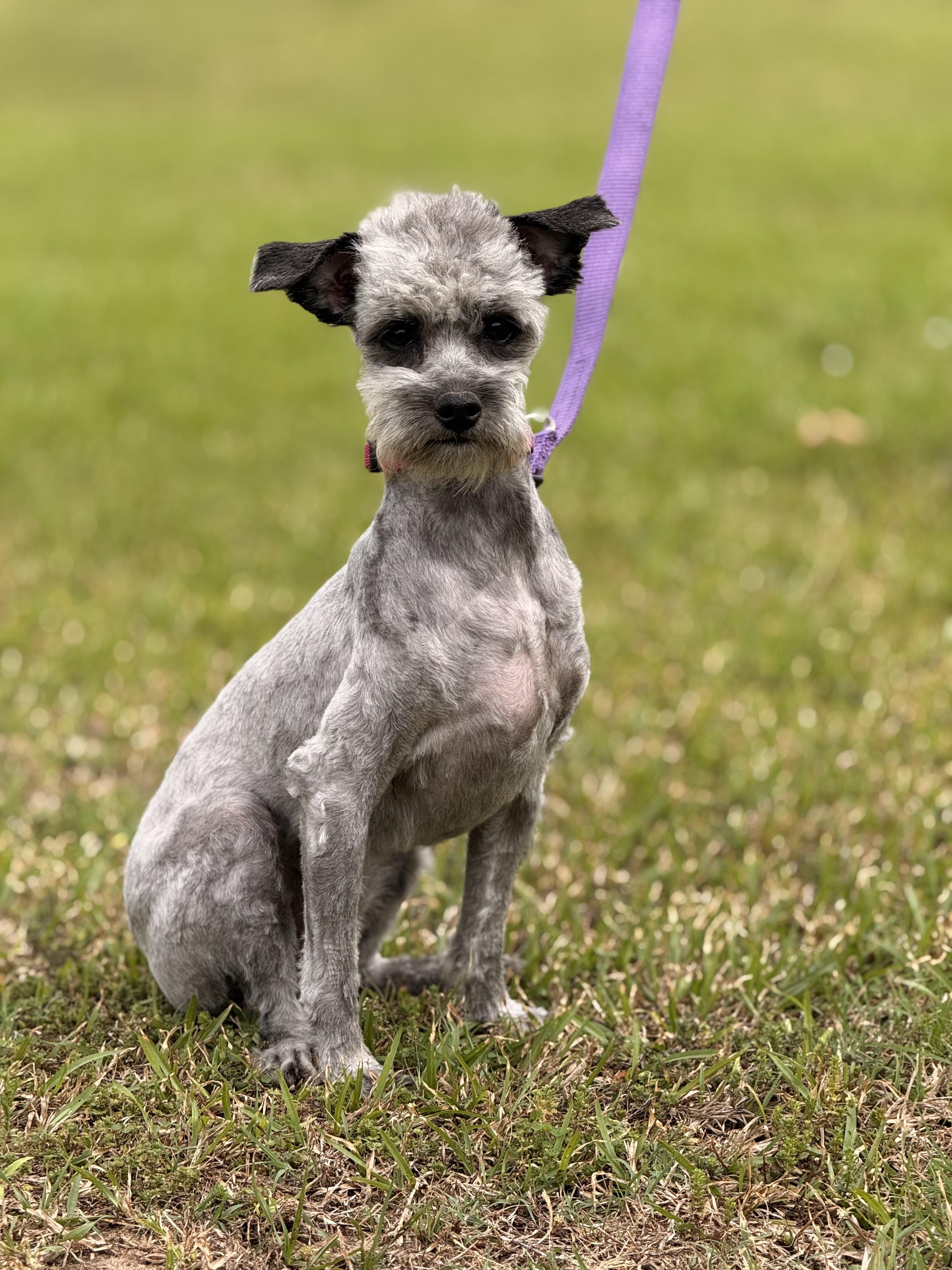 Enlarge Lottie, a ADOPTABLE mixed breed in Texarkana, TX image 4/6
