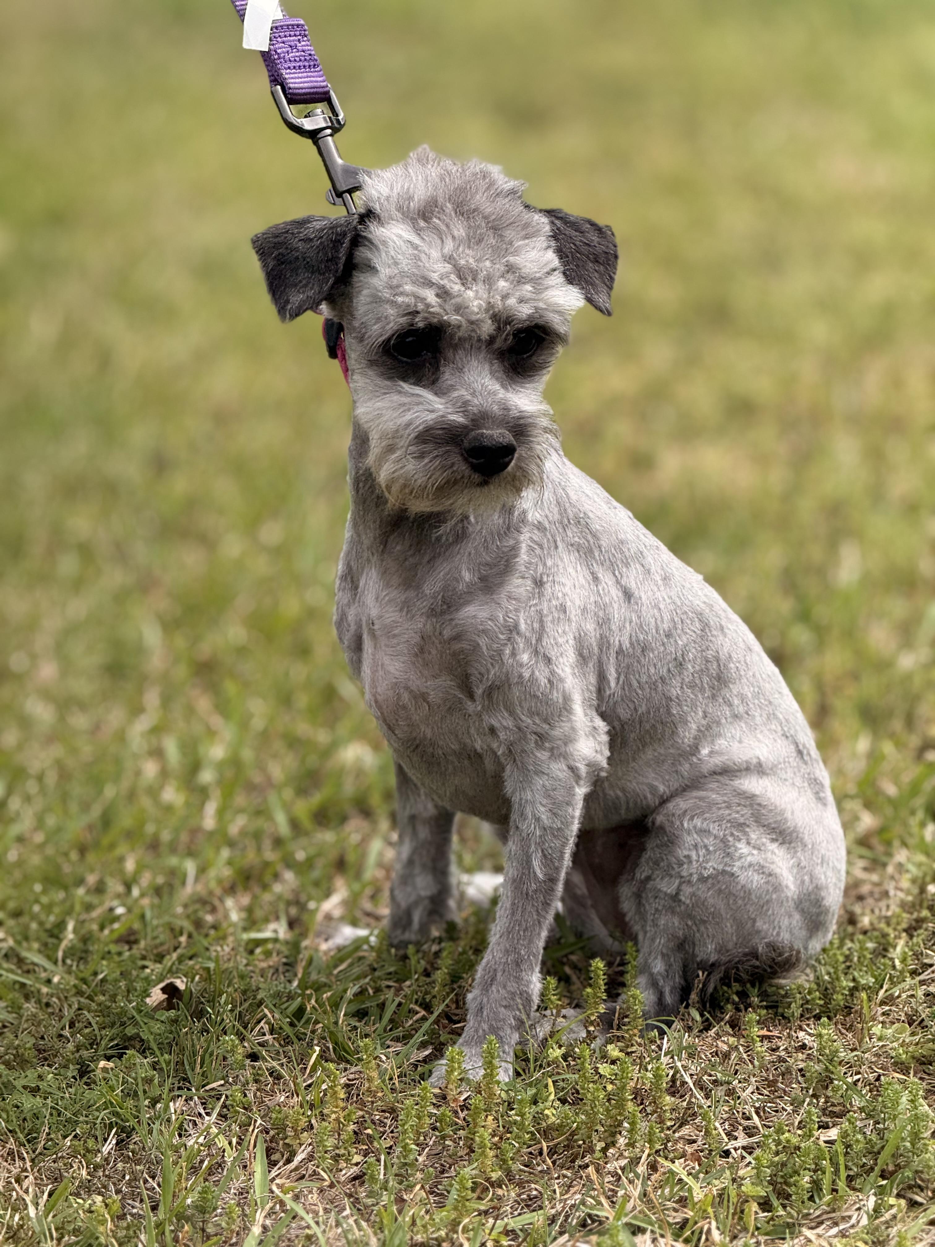 Enlarge Lottie, a ADOPTABLE mixed breed in Texarkana, TX image 2/6