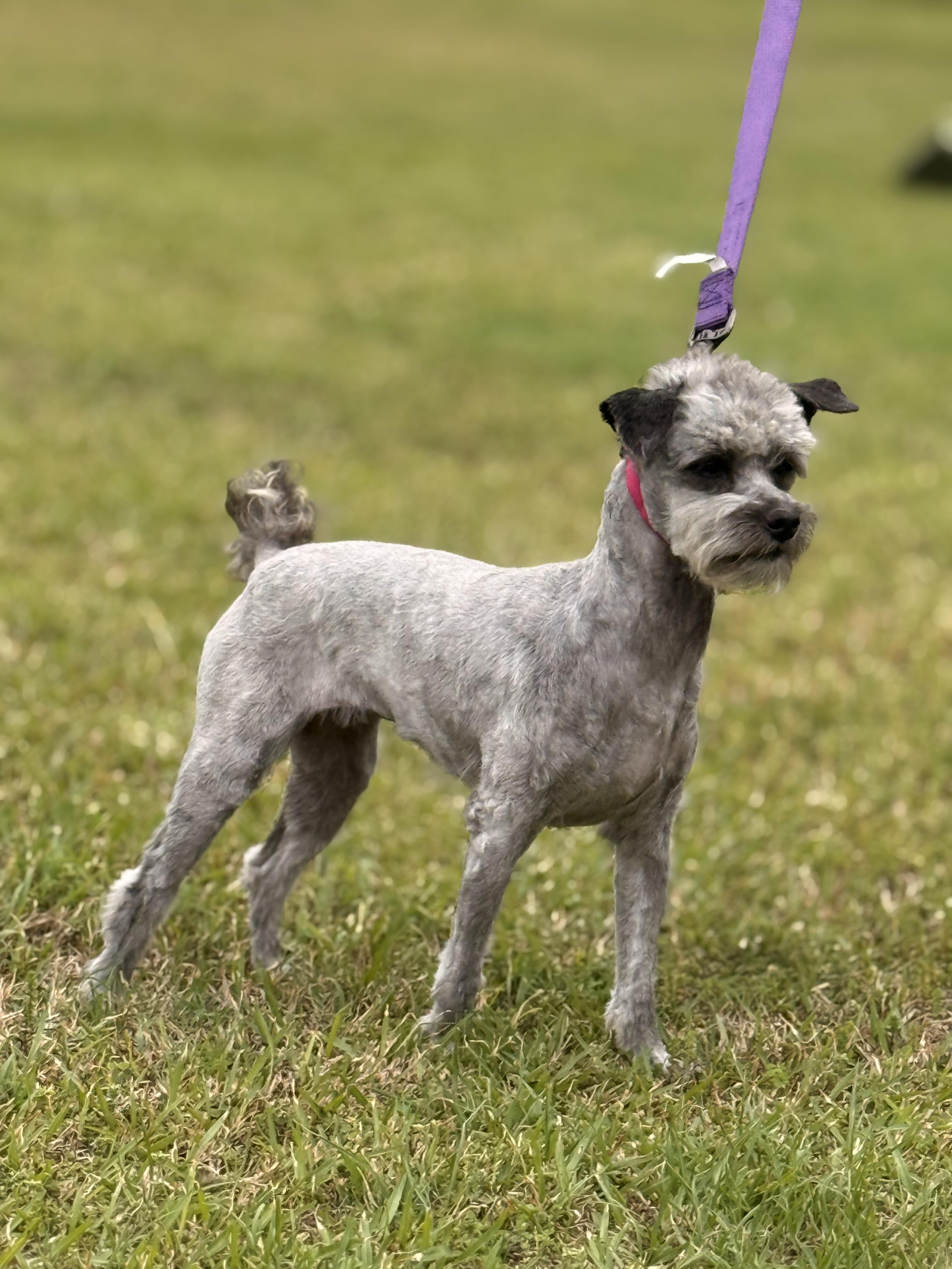 Enlarge Lottie, a ADOPTABLE mixed breed in Texarkana, TX image 6/6