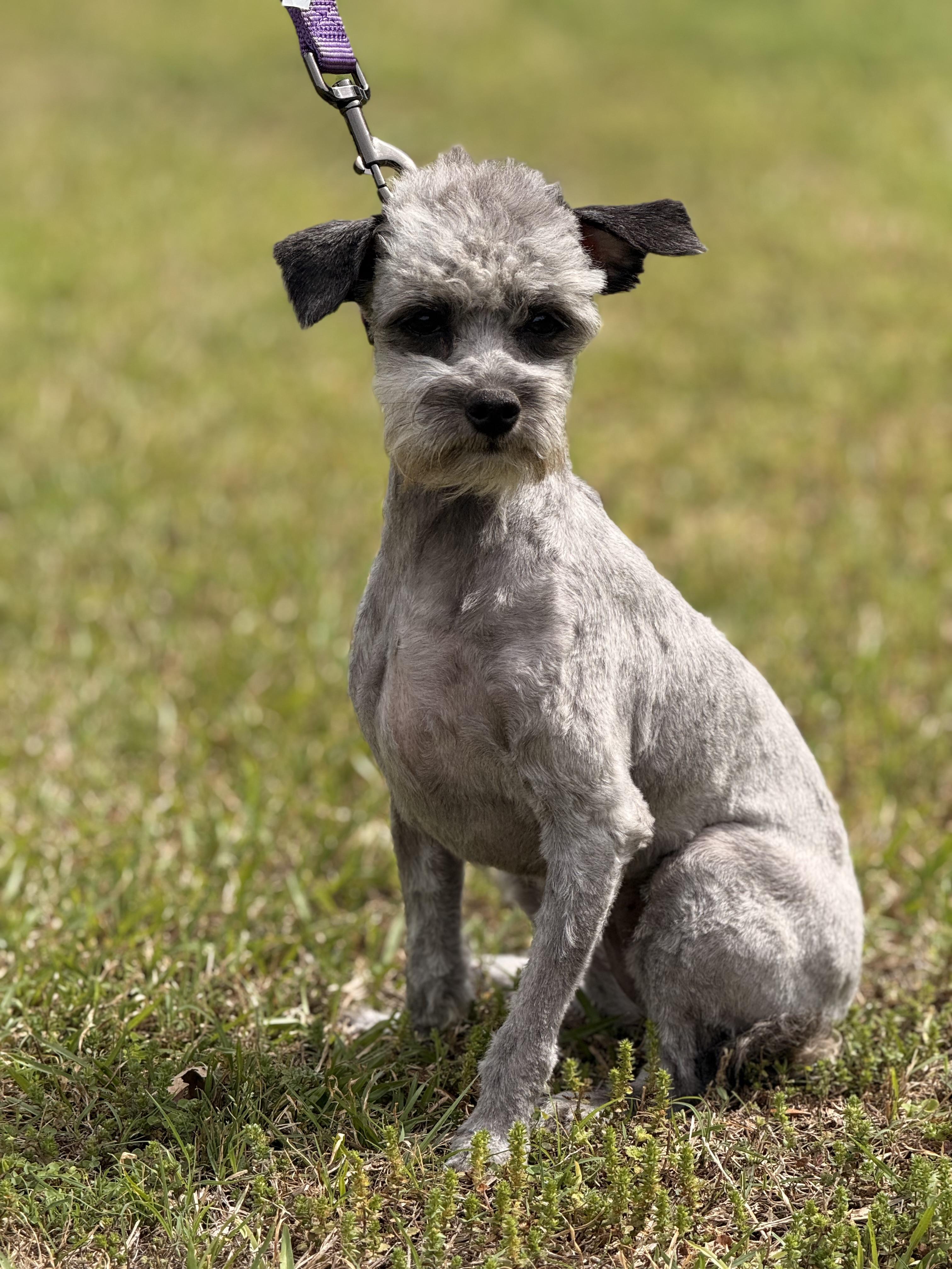 Enlarge Lottie, a ADOPTABLE mixed breed in Texarkana, TX image 3/6