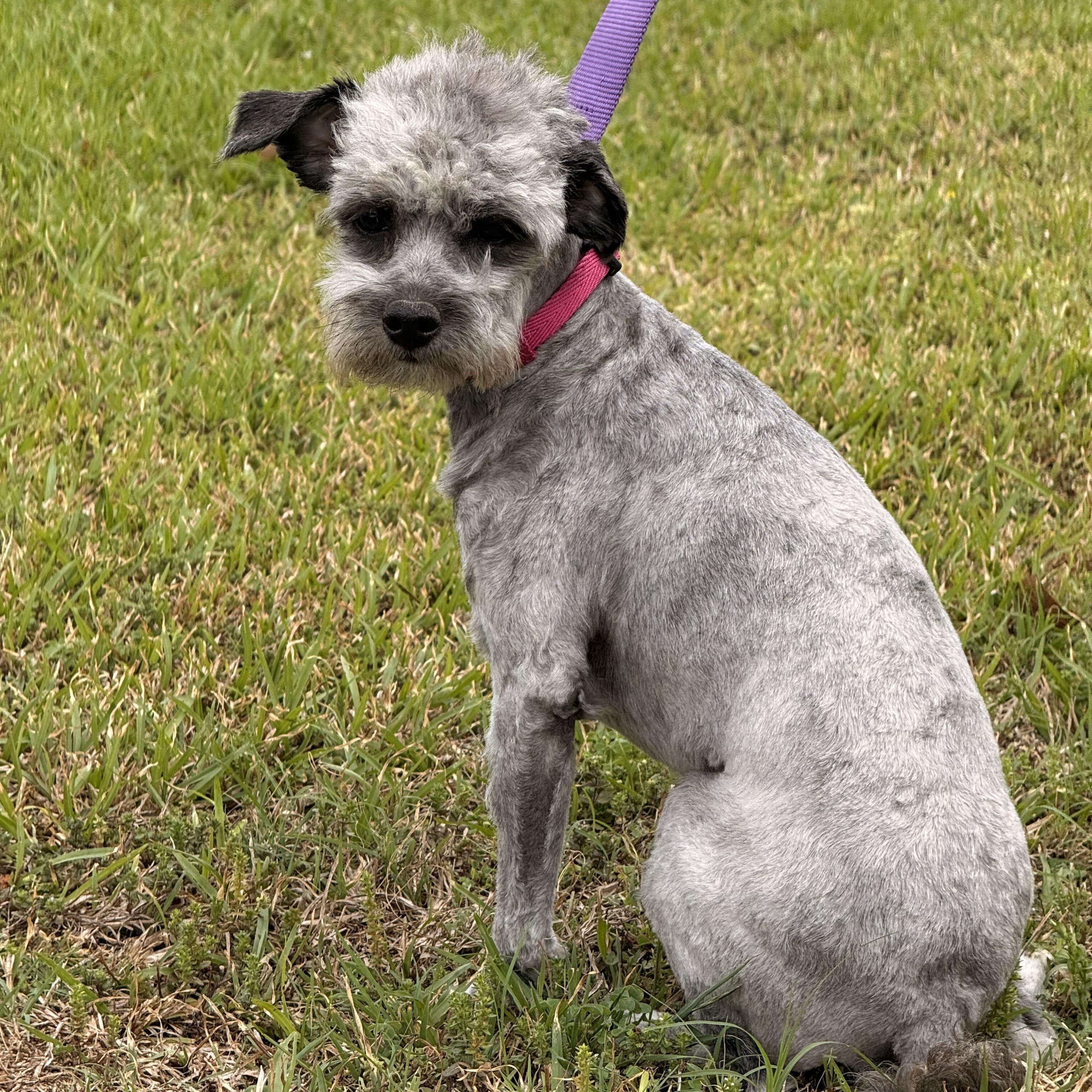Lottie, ADOPTABLE, Adult Female Poodle (Toy).