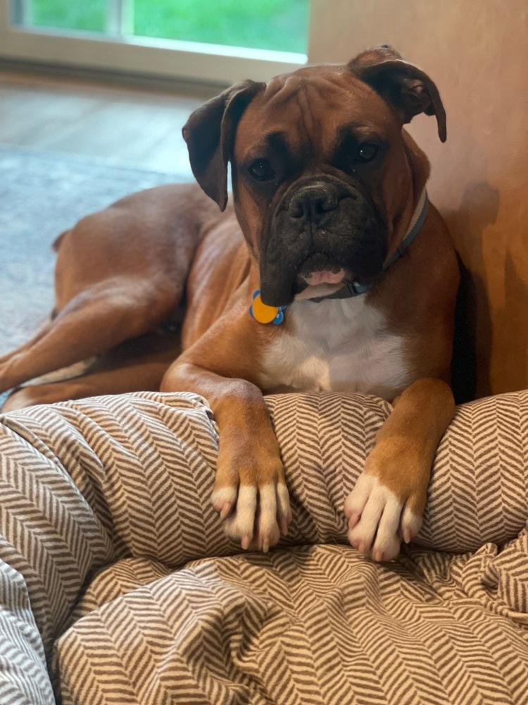 Deran, Adoptable, Adult Male Boxer.