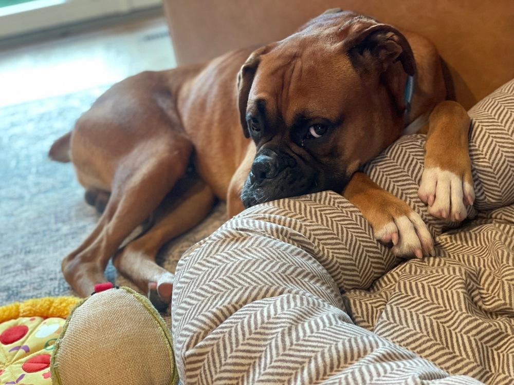 Enlarge Deran, a Adoptable Boxer in Columbus, OH image 2/3