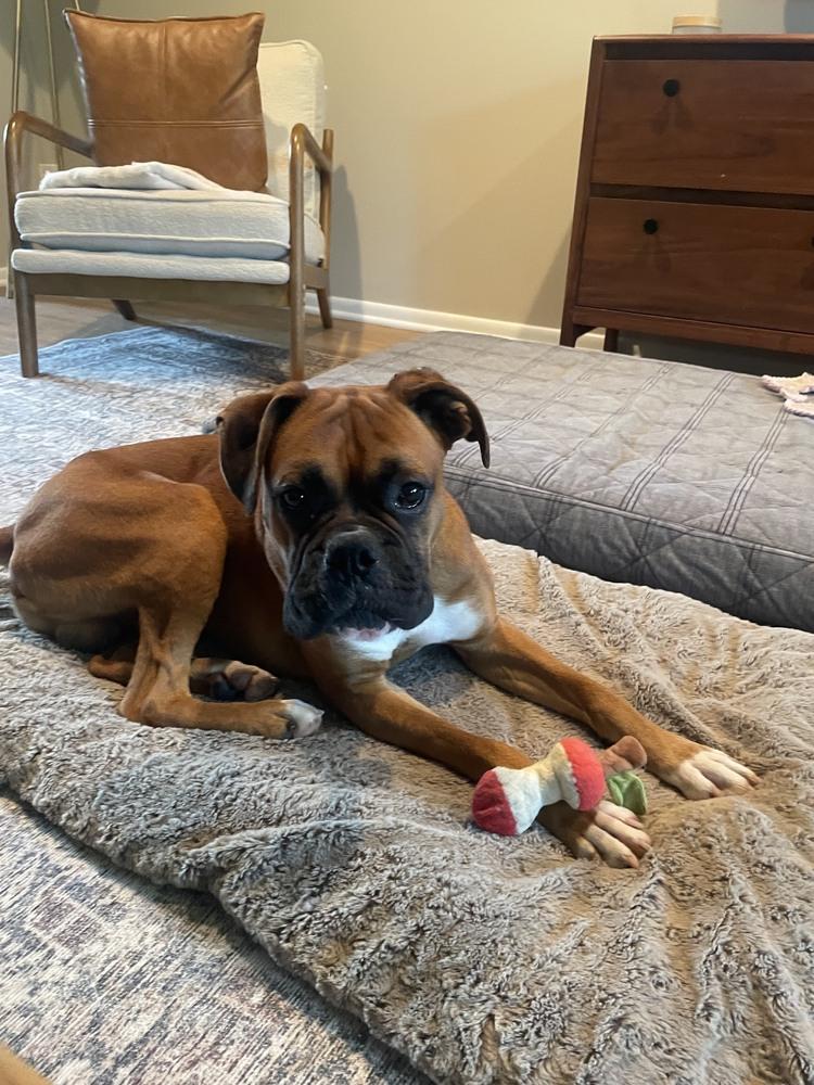 Enlarge Deran, a Adoptable Boxer in Columbus, OH image 3/3