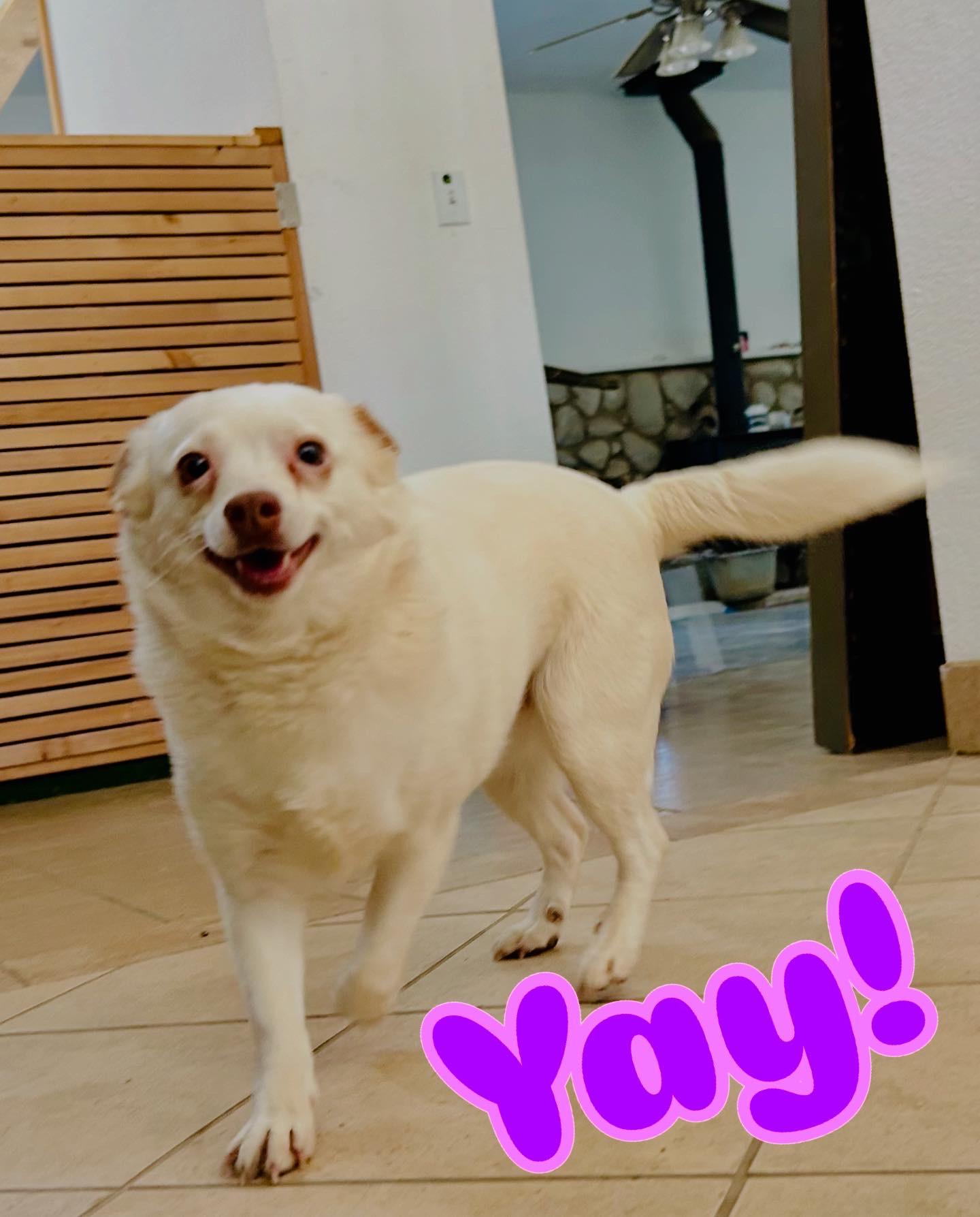 Mamma Mia, Adoptable, Adult Female Mixed Breed & Chihuahua.