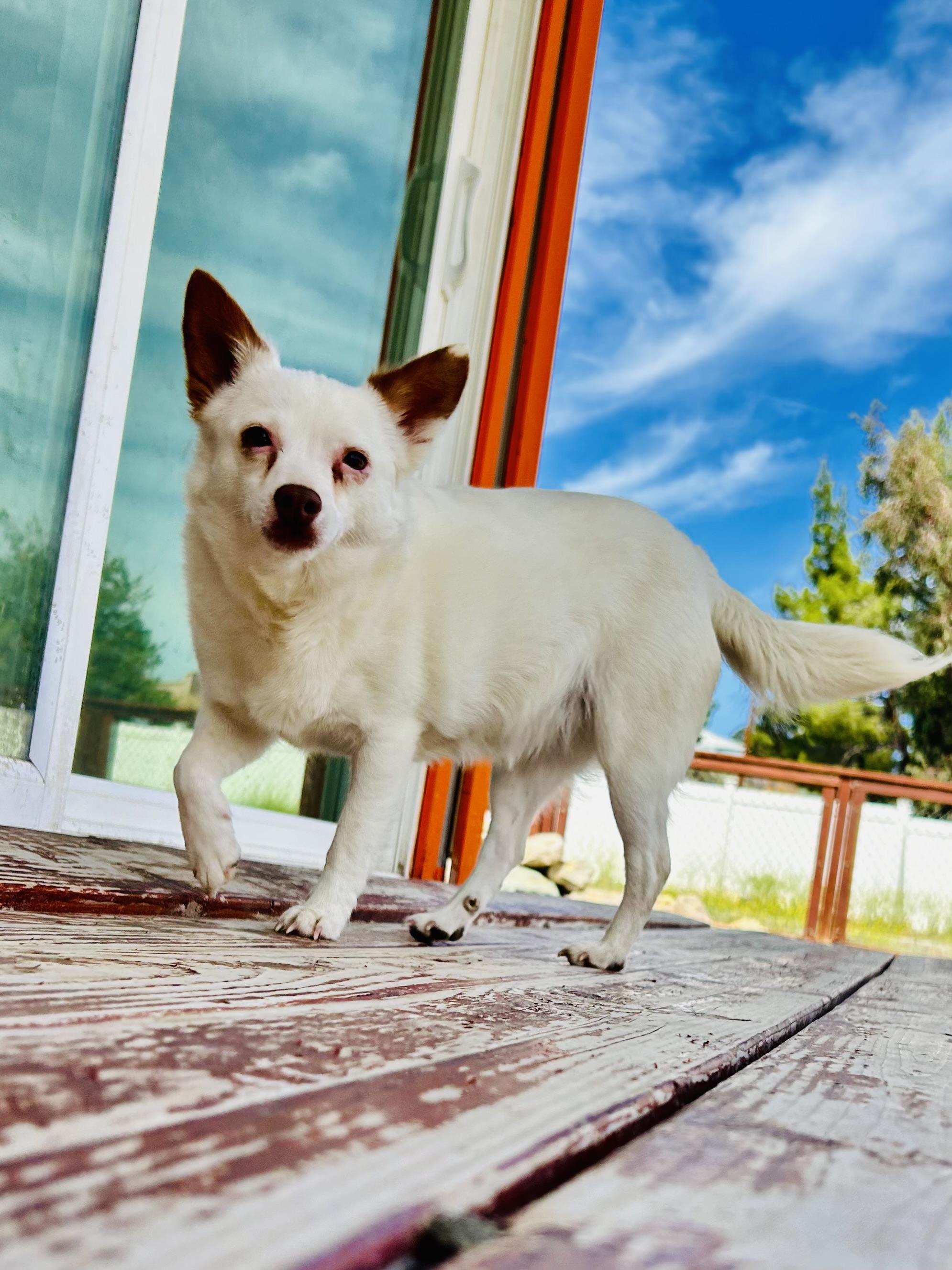 Enlarge Mamma Mia, a Adoptable mixed breed in Bakersfield, CA image 2/4