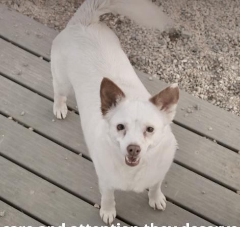 Enlarge Mamma Mia, a Adoptable mixed breed in Bakersfield, CA image 3/4