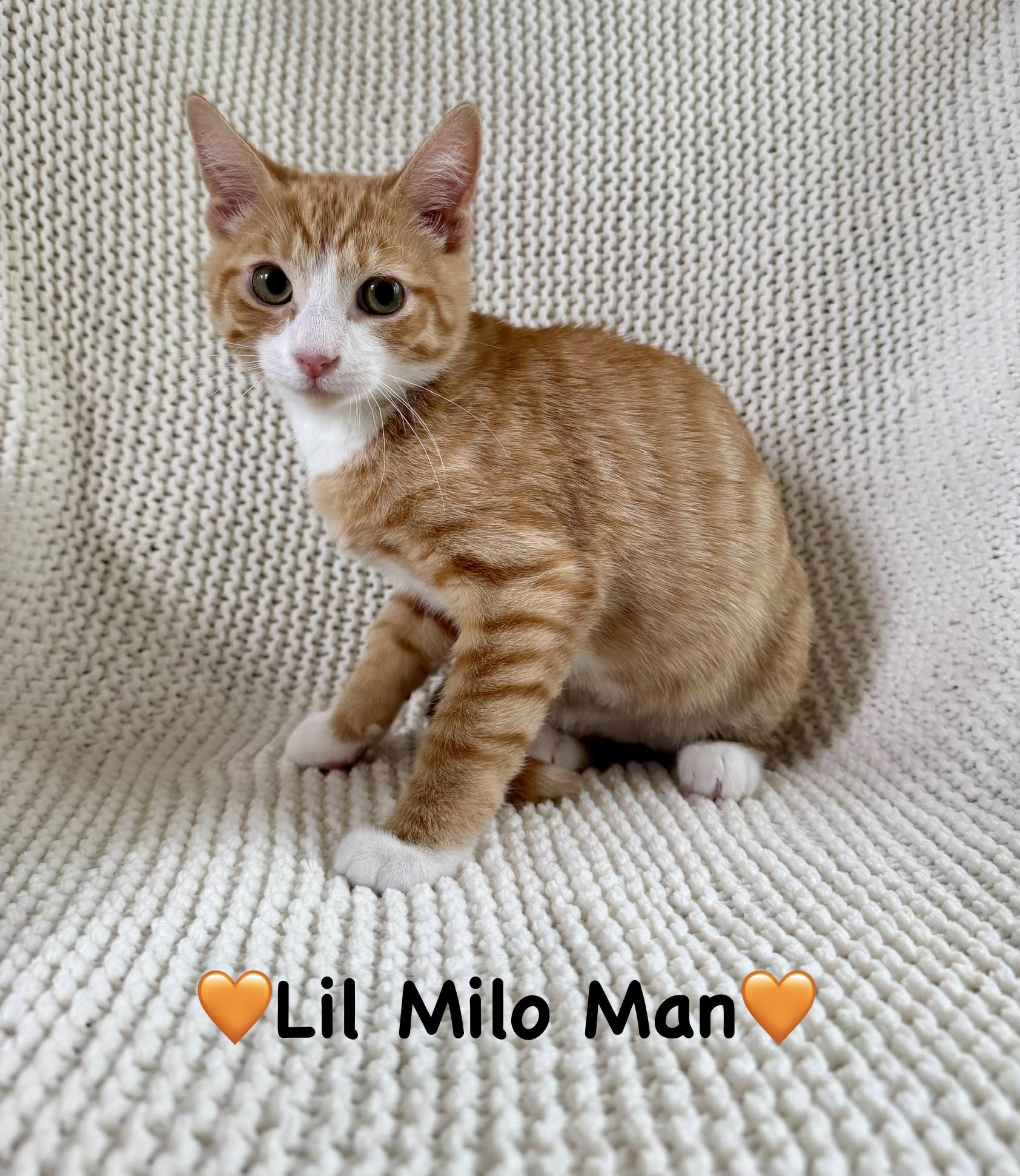 Lil Milo Man, ADOPTABLE, Kitten Male Domestic Short Hair.