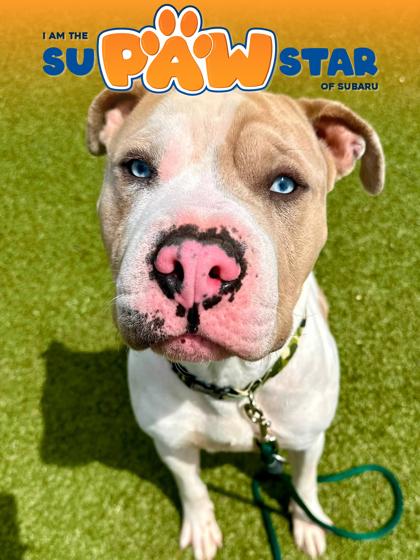 Cupid, Adoptable, Adult Male Mixed Breed & Mixed Breed.