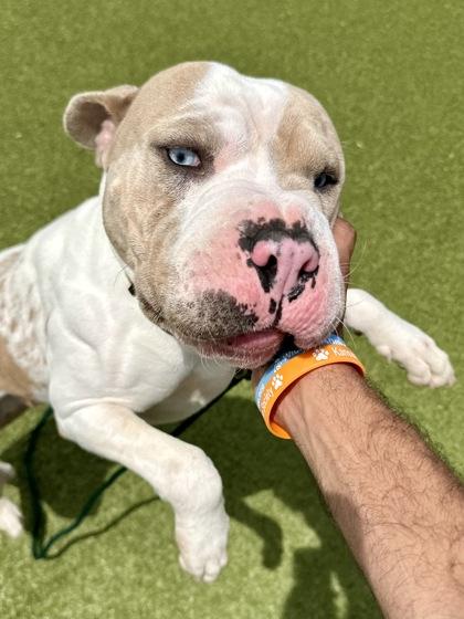 Cupid, a Adoptable mixed breed in Wichita, KS image 2/3
