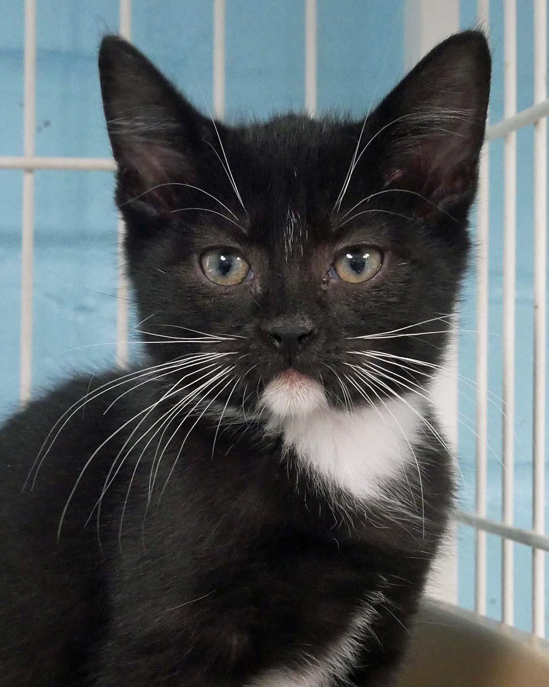Enlarge Blossom, a ADOPTABLE Tuxedo in Bloomingdale, NJ image 2/2