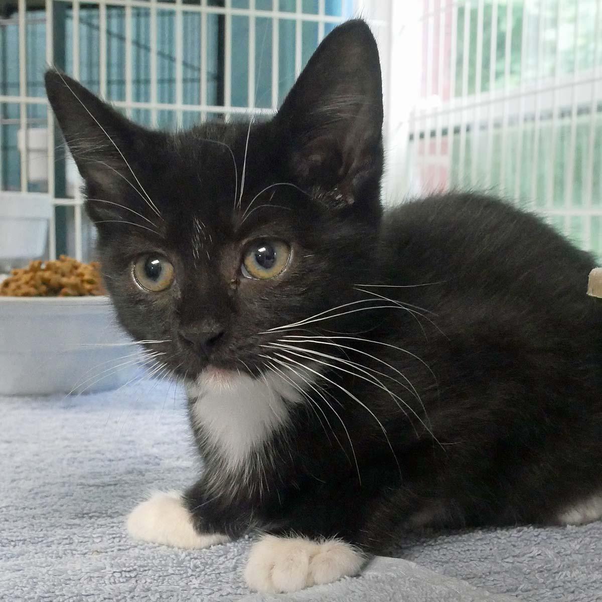 Blossom, ADOPTABLE, Kitten Female Tuxedo.