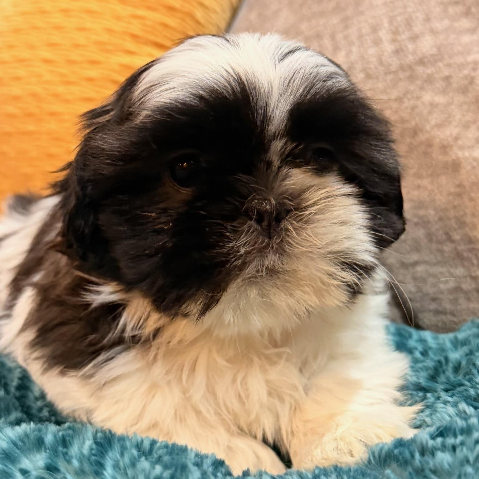 Lulu, ADOPTABLE, Puppy Female Shih poo.