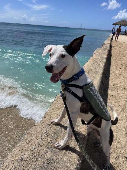 Enlarge Pete, a Adoptable Mixed Breed in Honolulu, HI image 1/3