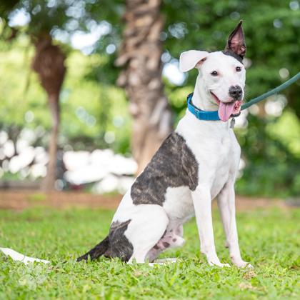 Pete, Adoptable, Adult Male Mixed Breed & Mixed Breed.