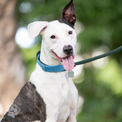 Pete, a Adoptable Mixed Breed in Honolulu, HI image 2/3