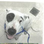 Mary Jo, Adoptable, Adult Female American Bulldog & Hound.