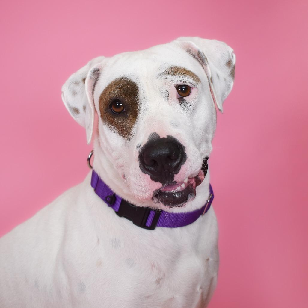 Enlarge Mary Jo, a Adoptable mixed breed in West Palm Beach, FL image 2/6