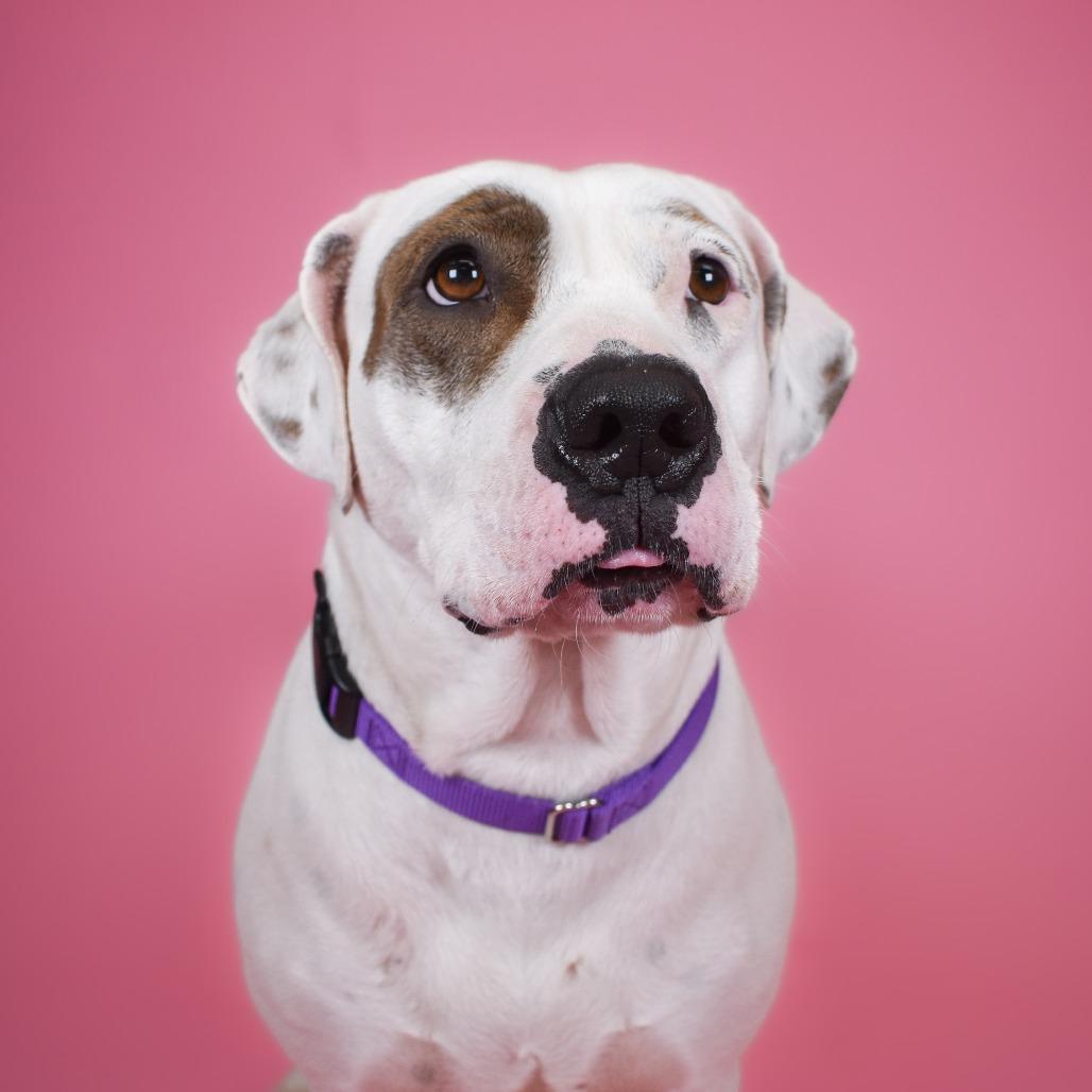 Enlarge Mary Jo, a Adoptable mixed breed in West Palm Beach, FL image 3/6