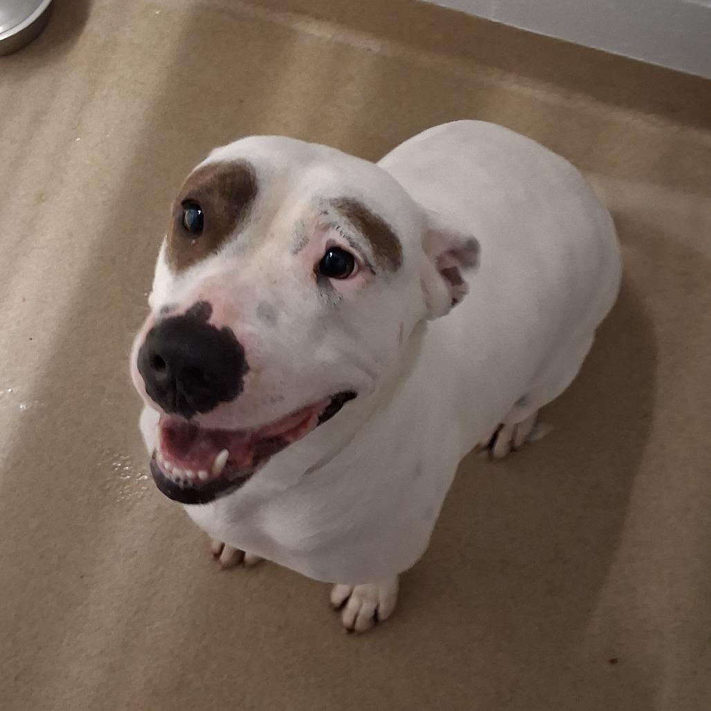 Enlarge Mary Jo, a Adoptable mixed breed in West Palm Beach, FL image 4/6