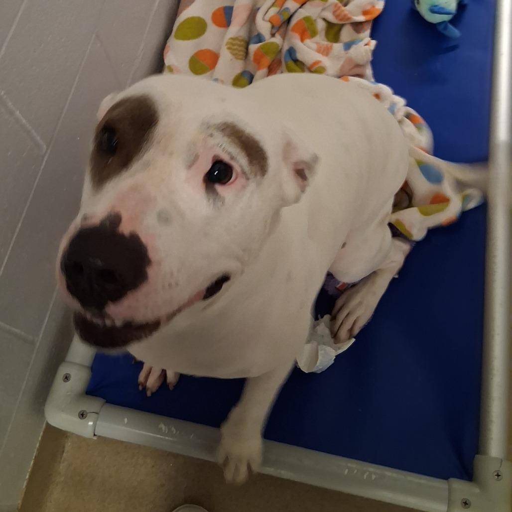 Enlarge Mary Jo, a Adoptable mixed breed in West Palm Beach, FL image 5/6
