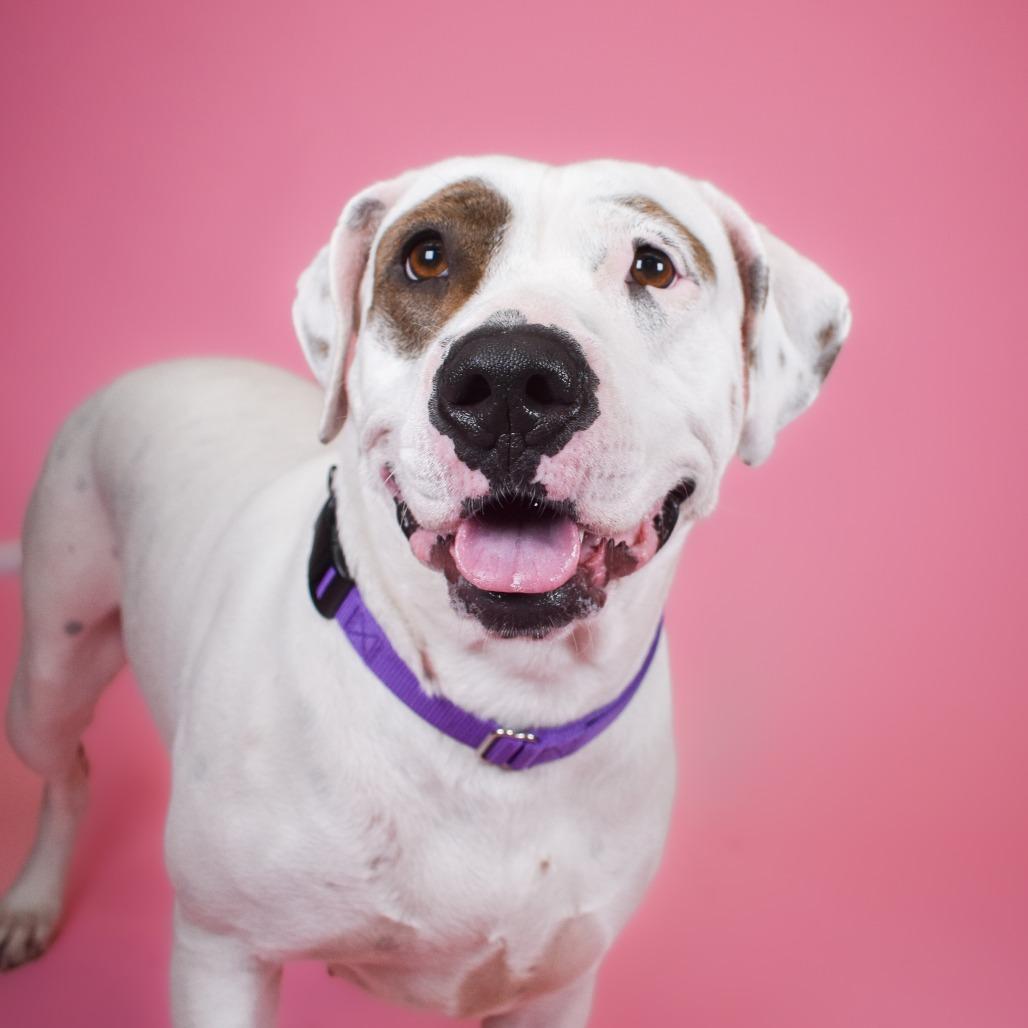 Enlarge Mary Jo, a Adoptable mixed breed in West Palm Beach, FL image 6/6