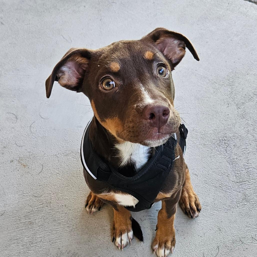 Duckie, Adoptable, Puppy Female Doberman Pinscher.