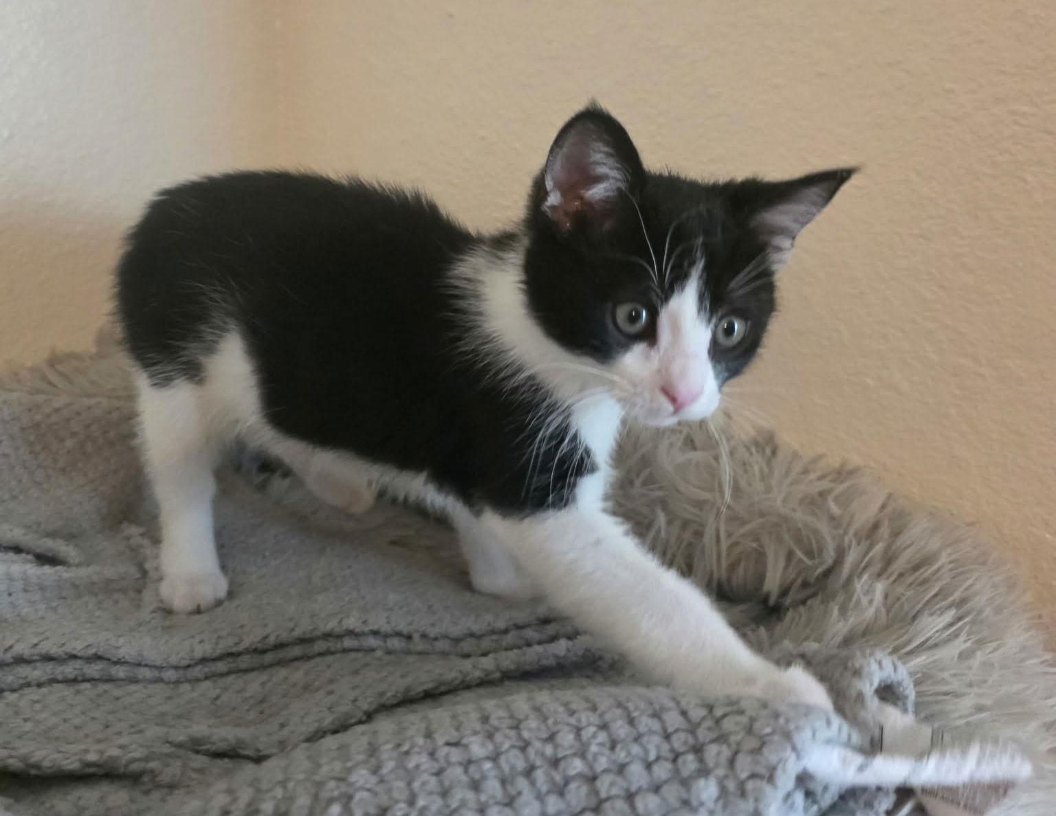 Enlarge Cloak, a Adopted Domestic Short Hair in Mission Viejo, CA image 1/3