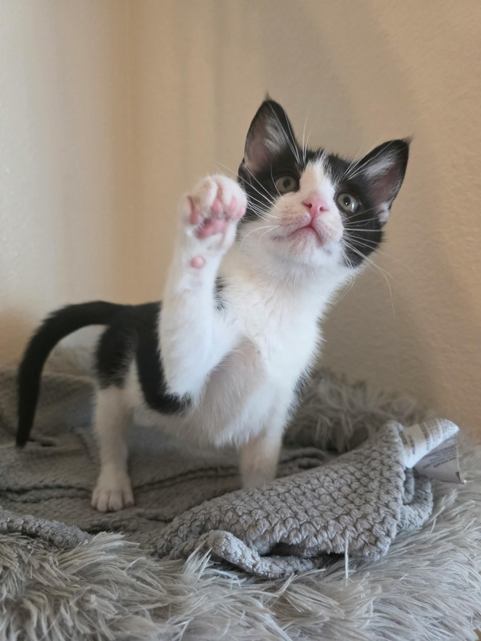 Enlarge Cloak, a Adopted Domestic Short Hair in Mission Viejo, CA image 2/3