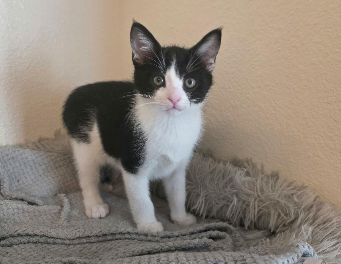 Enlarge Cloak, a Adopted Domestic Short Hair in Mission Viejo, CA image 3/3