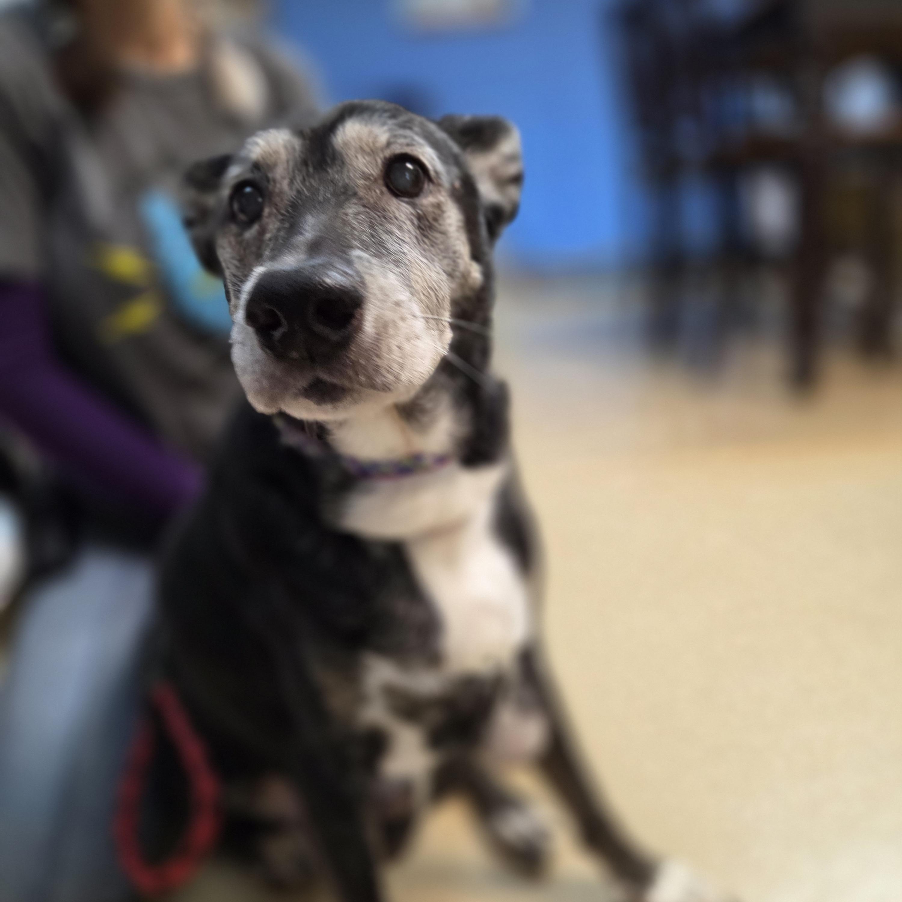 Enlarge Ella, a Adoptable Mixed Breed in Brookings, SD image 1/2