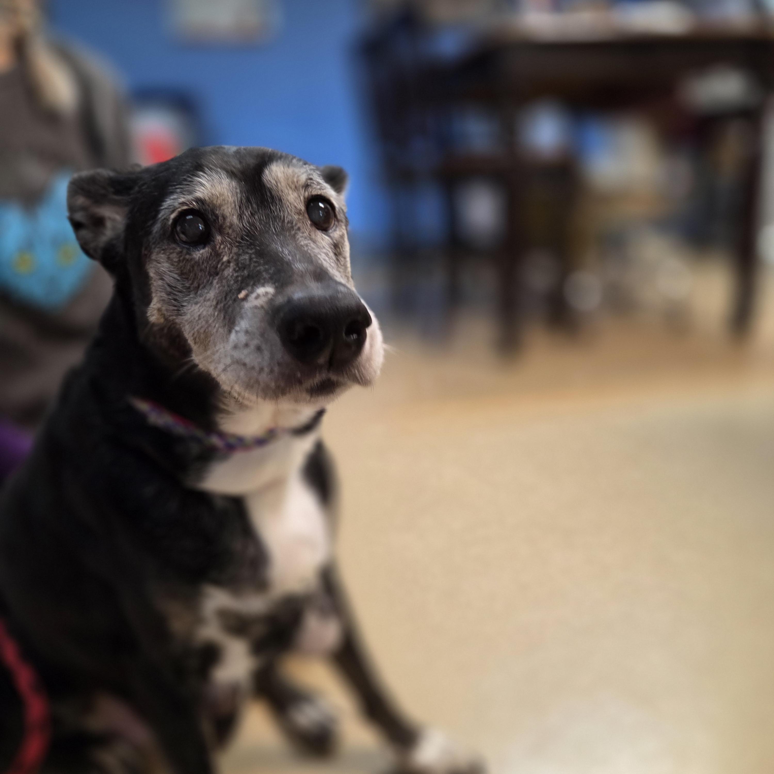 Enlarge Ella, a Adoptable Mixed Breed in Brookings, SD image 2/2