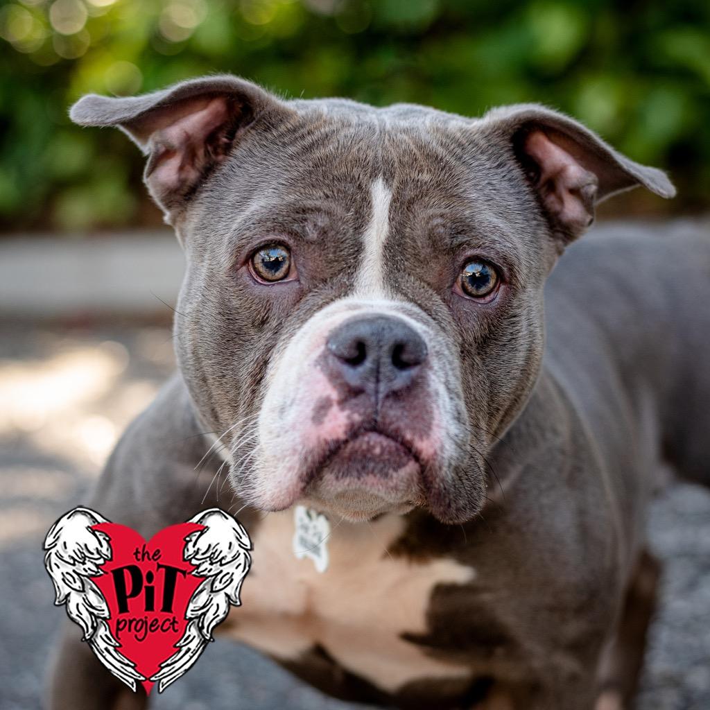 Enlarge Jackie, a Adoptable mixed breed in Saint Petersburg, FL image 1/2