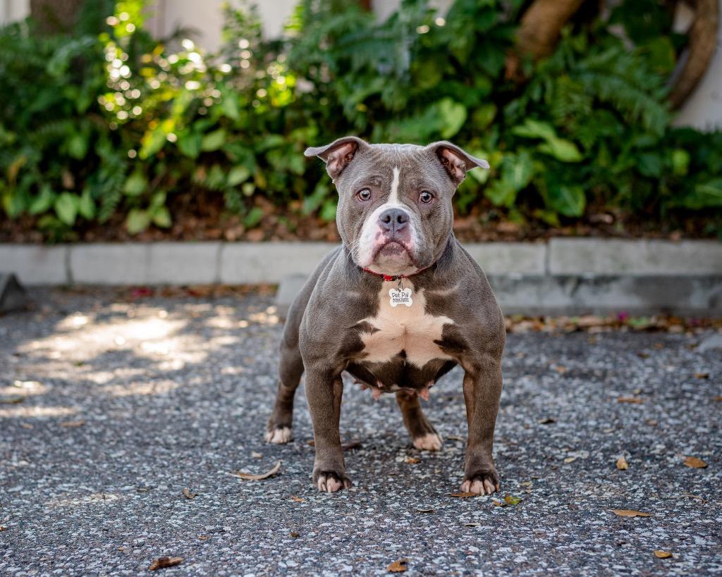 Jackie, a Adoptable mixed breed in Saint Petersburg, FL image 1/2