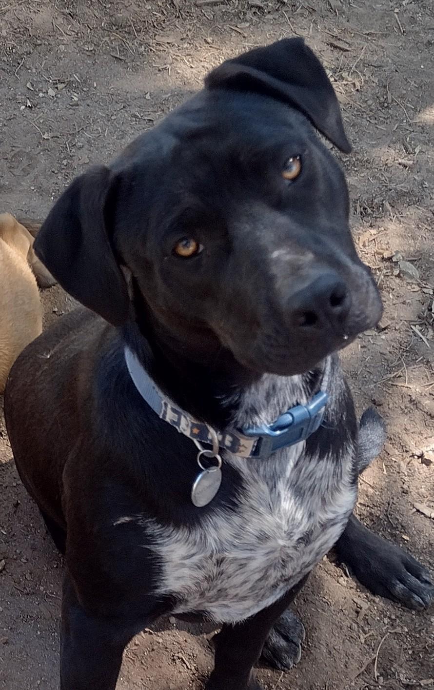 Enlarge Shirley, a Adoptable mixed breed in Carlsbad, CA image 1/6