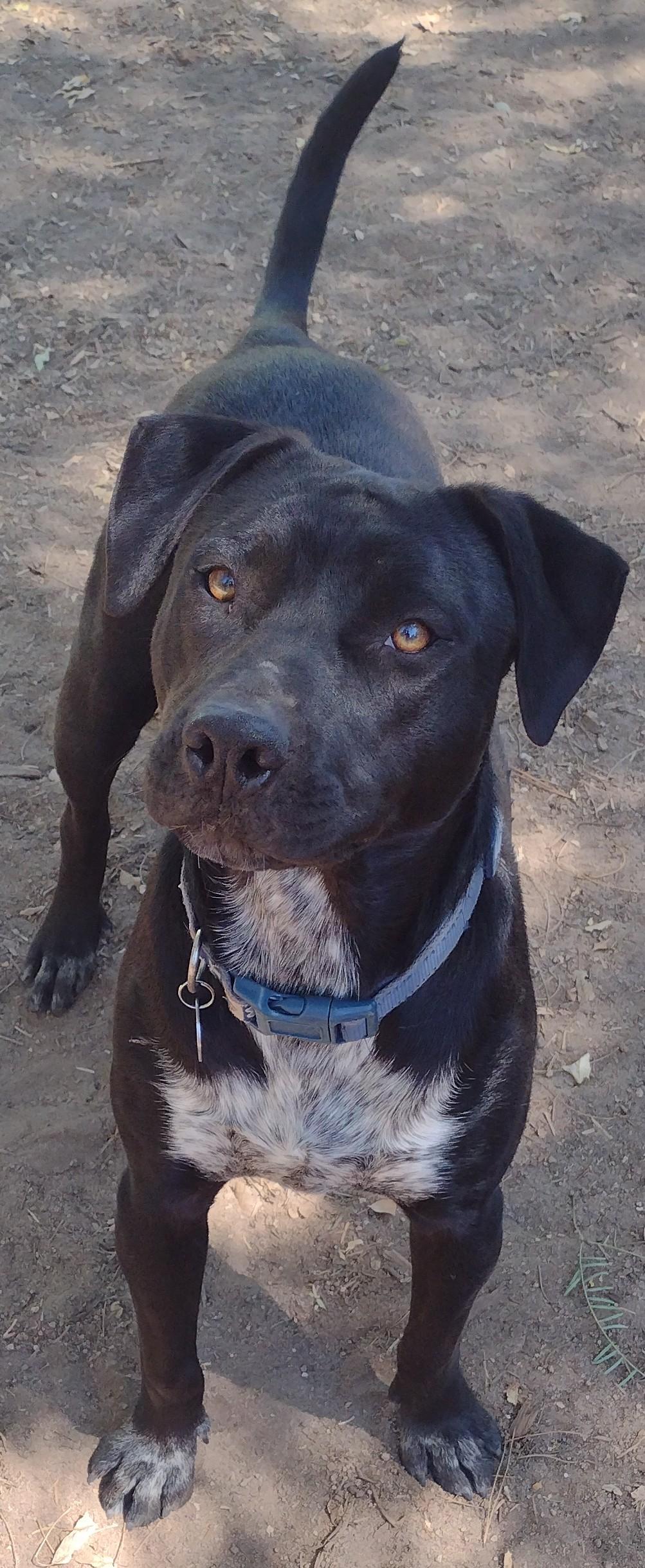 Enlarge Shirley, a Adoptable American Bully in San DIego, CA image 1/6